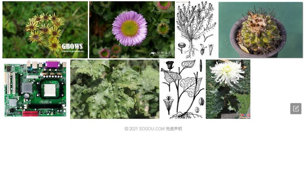刺冠菊照片和图片/
