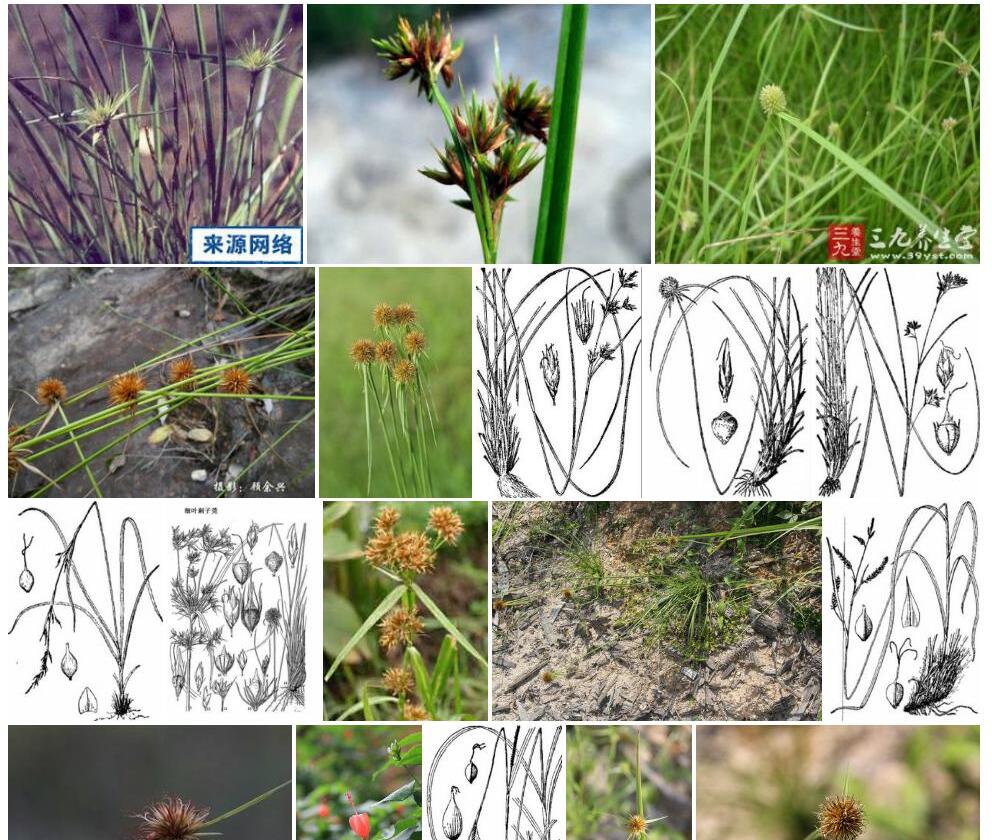 刺子莞照片和图片/
