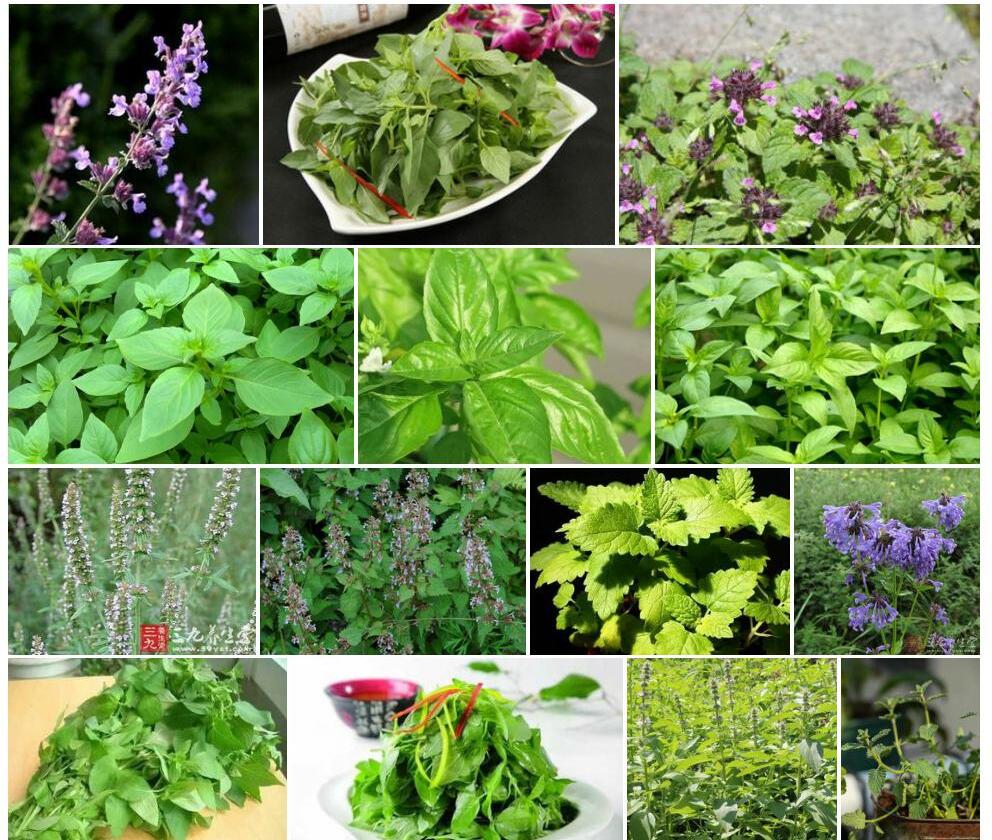 刺尖荆芥照片和图片/