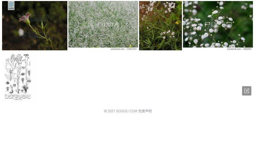 刺序石头花照片和图片/