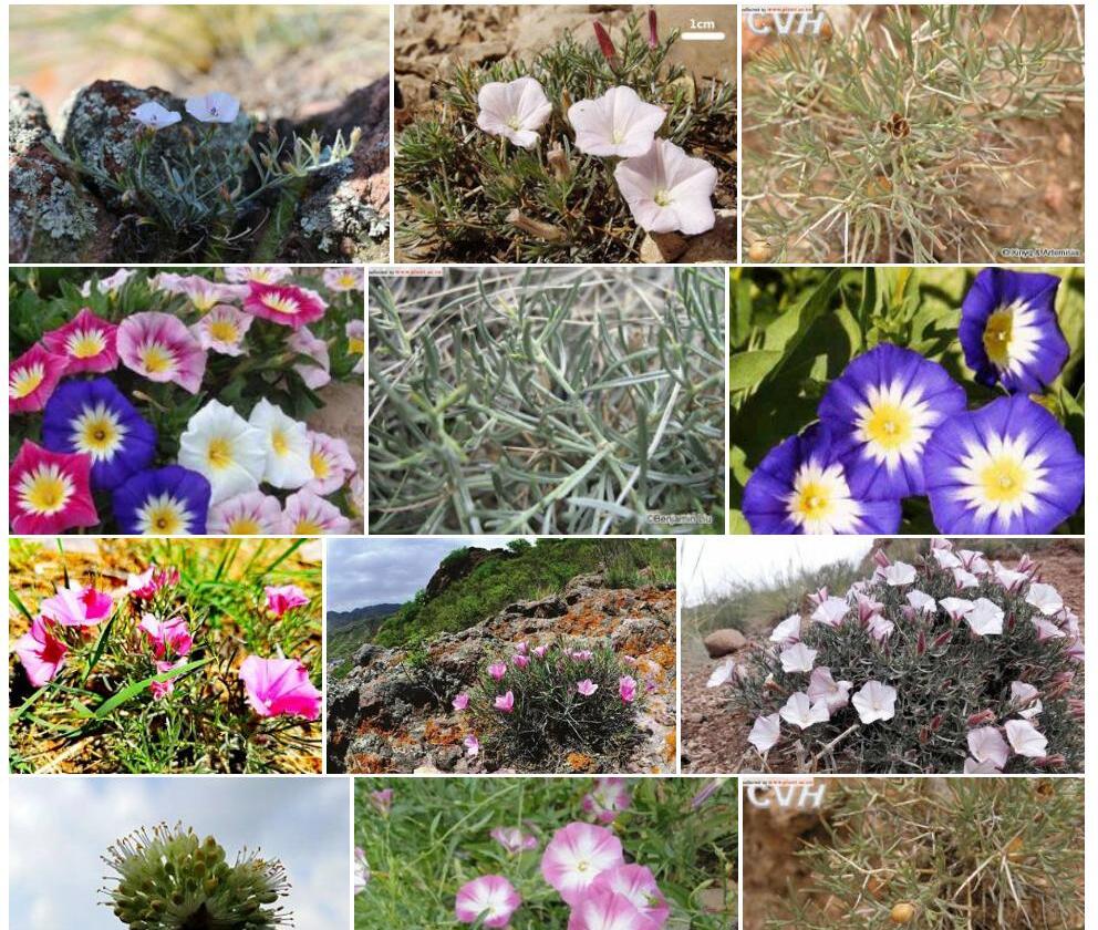 刺旋花照片和图片/