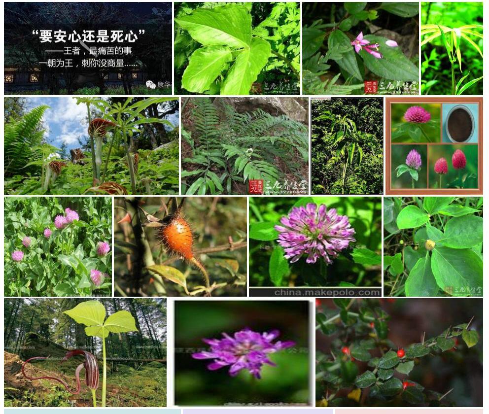刺柄南星照片和图片/