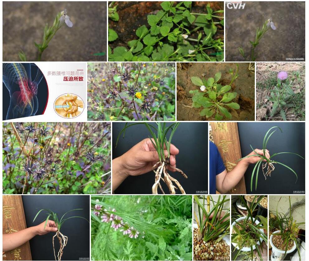 刺毛母草照片和图片/