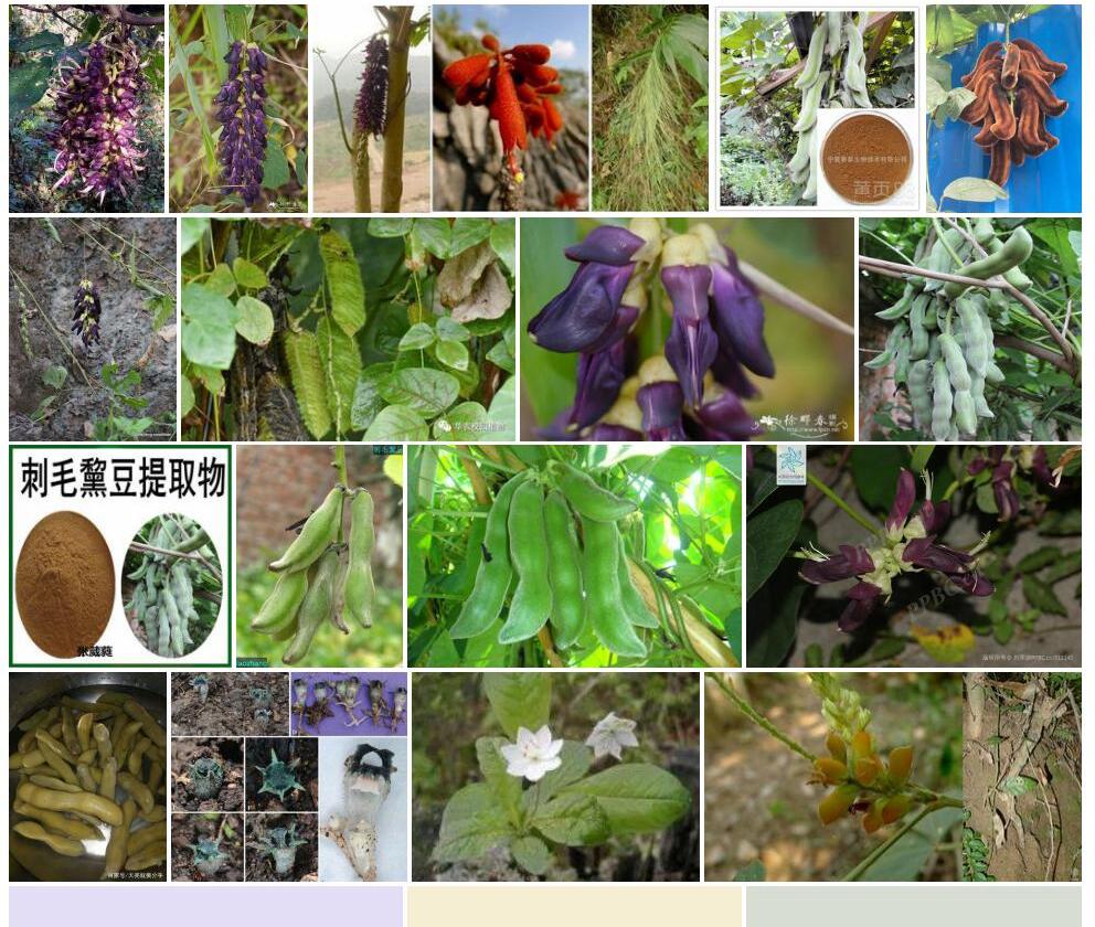 刺毛黧豆照片和图片/