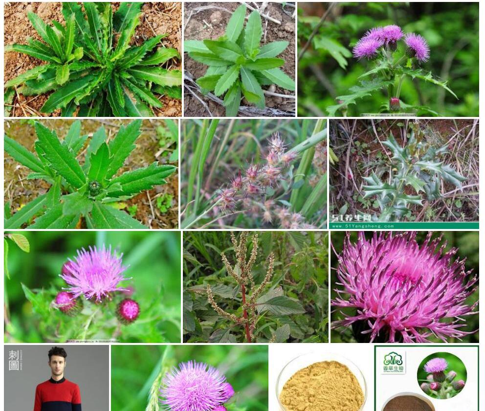 刺盖草照片和图片/