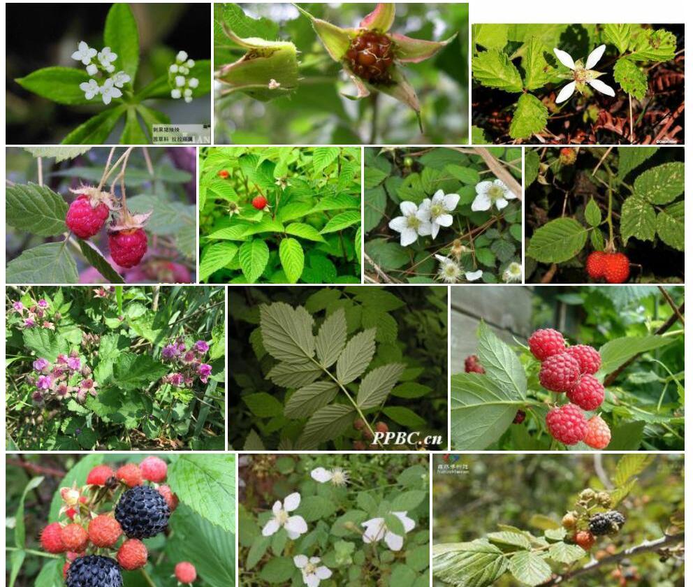 刺花悬钩子照片和图片/