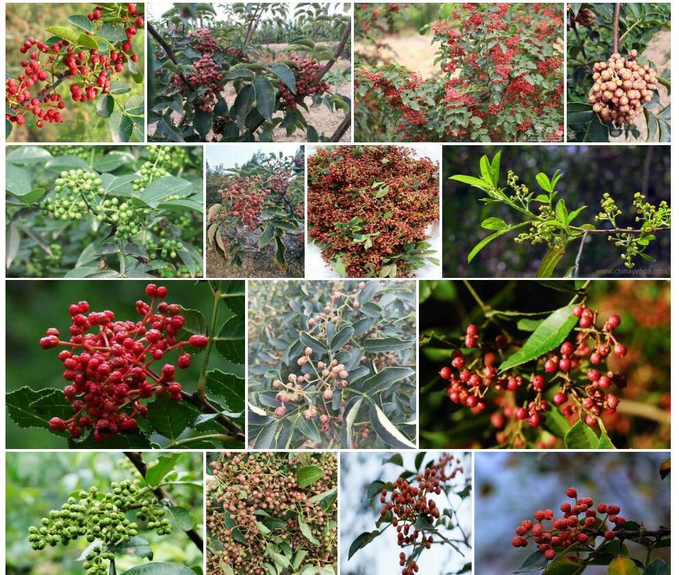 刺花椒照片和图片/