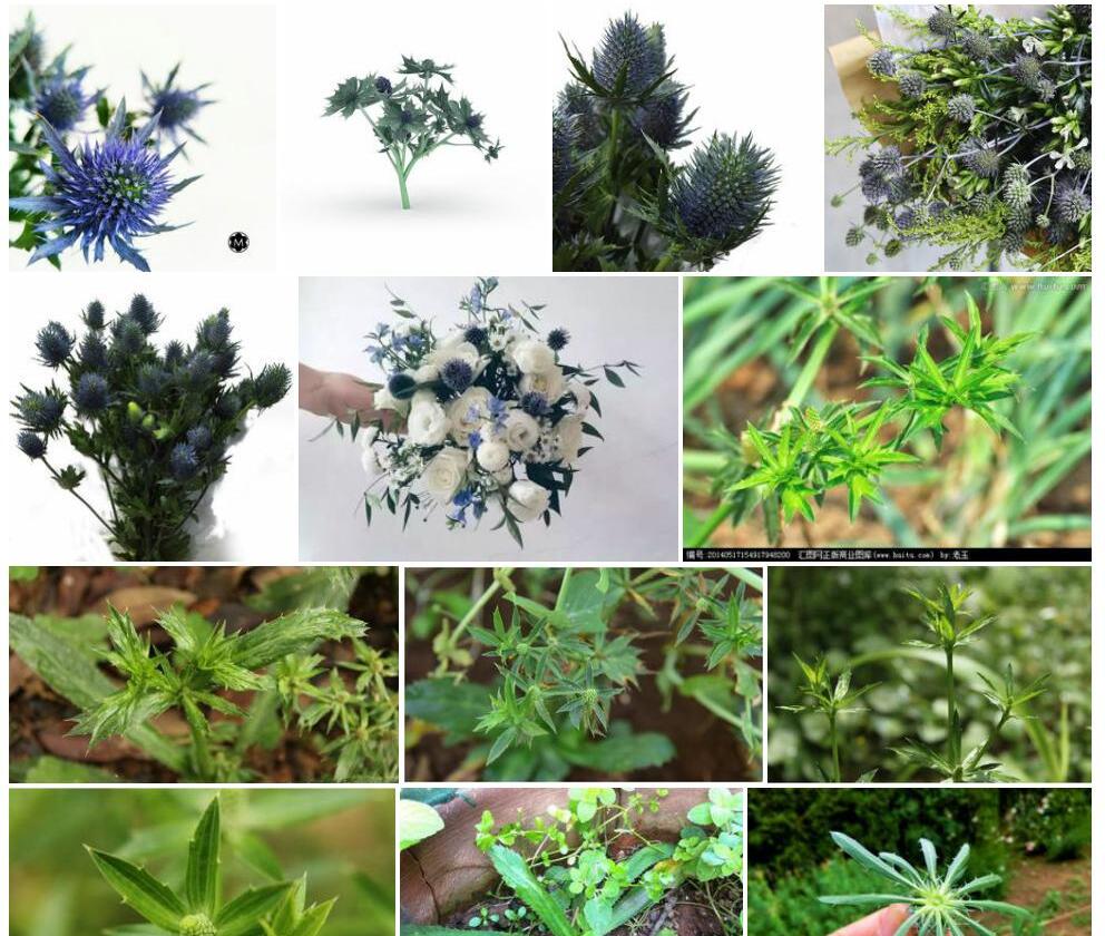 刺芹照片和图片/