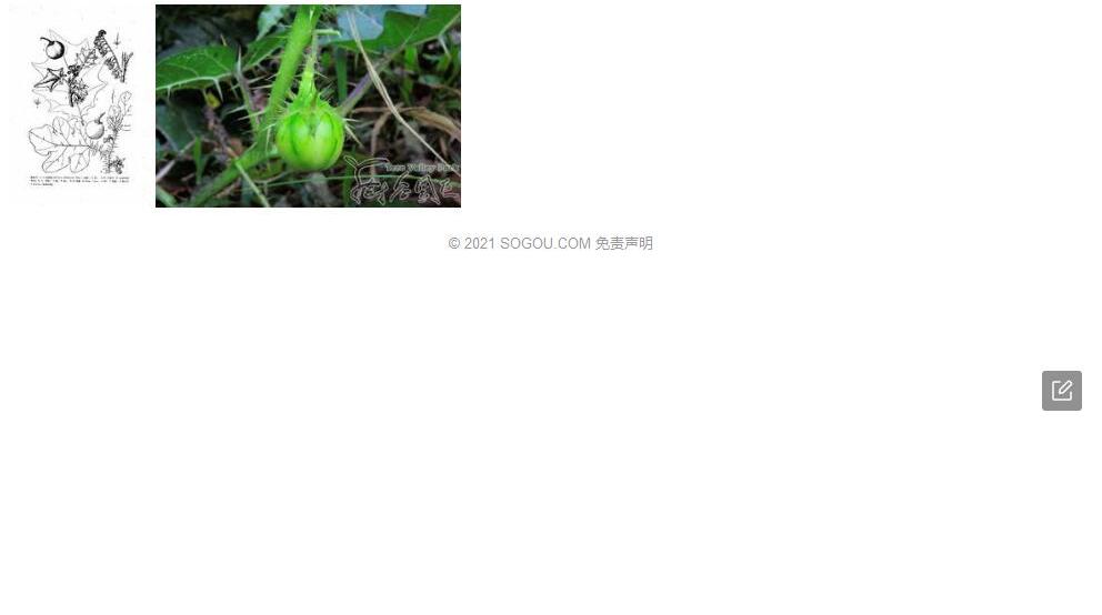 刺苞茄照片和图片/