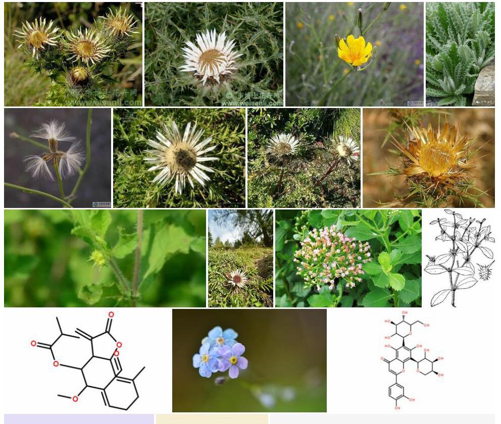 刺苞菊照片和图片/