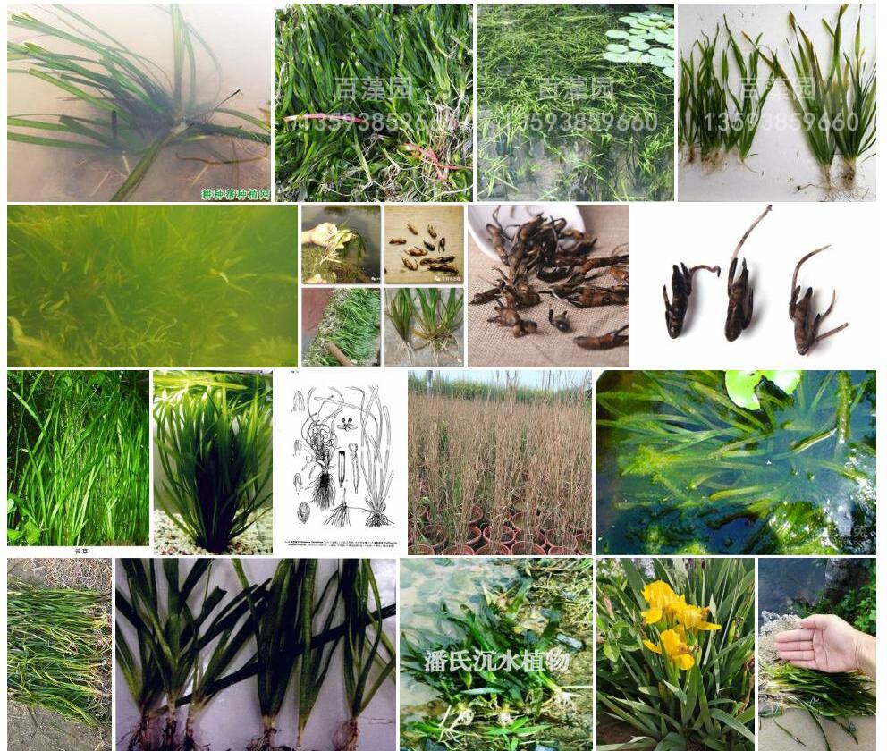 刺苦草照片和图片/