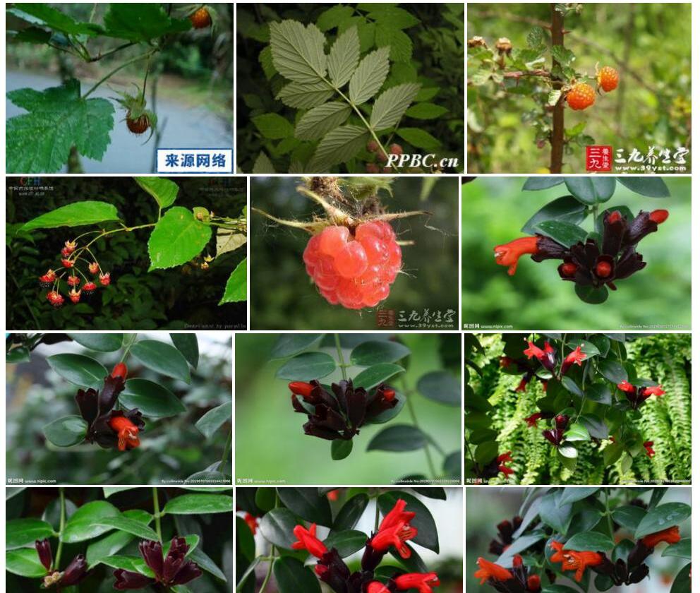 刺萼红花悬钩子照片和图片/