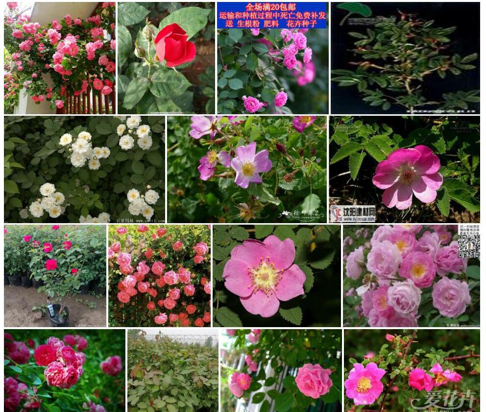 刺蔷薇照片和图片/