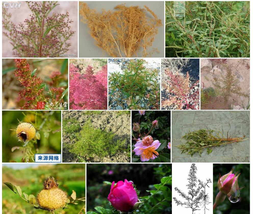 刺藜照片和图片/
