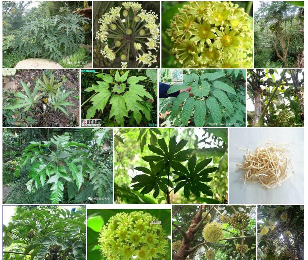 刺通草照片和图片/