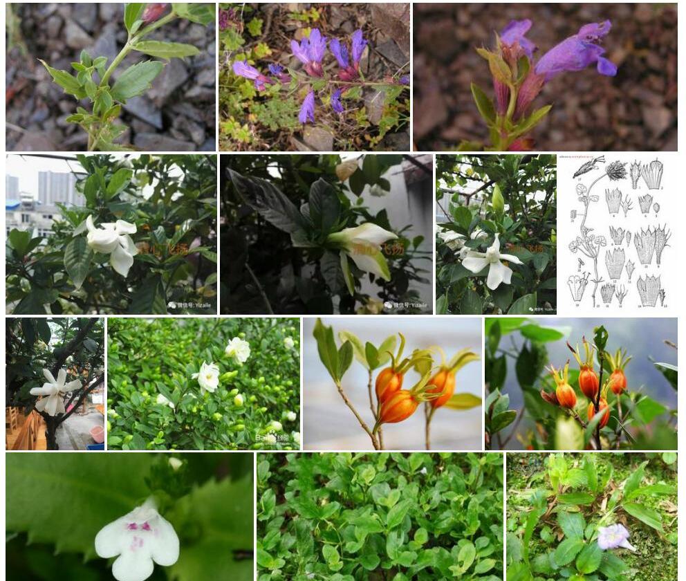 刺齿枝子花照片和图片/