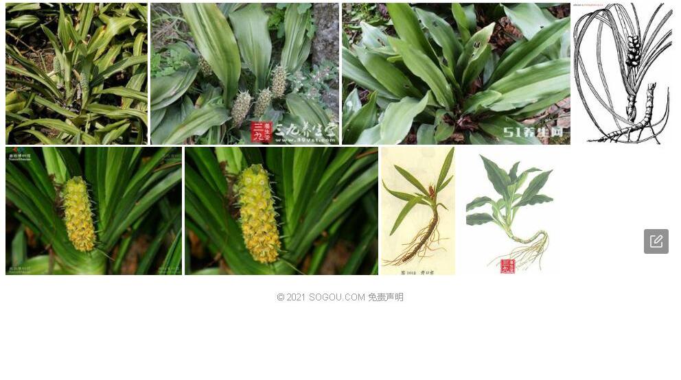 剑叶开口箭照片和图片/