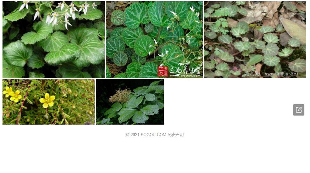 剑川虎耳草照片和图片/