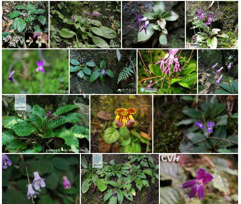剑川马铃苣苔照片和图片/