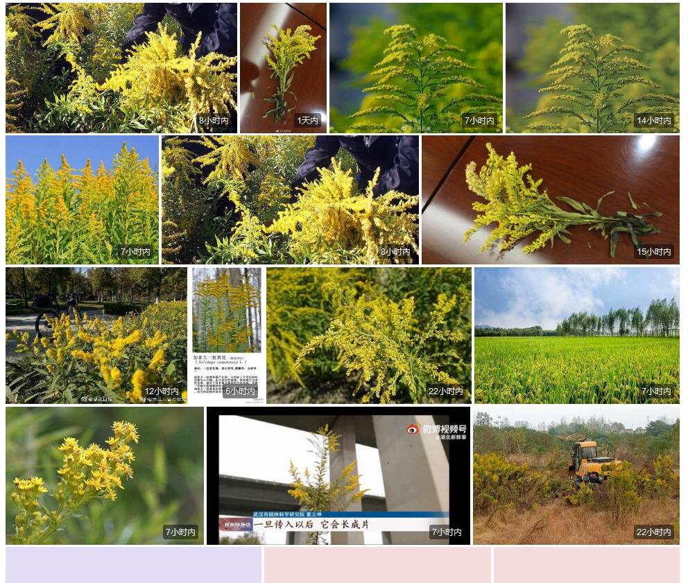 加拿大一枝黄花照片和图片/