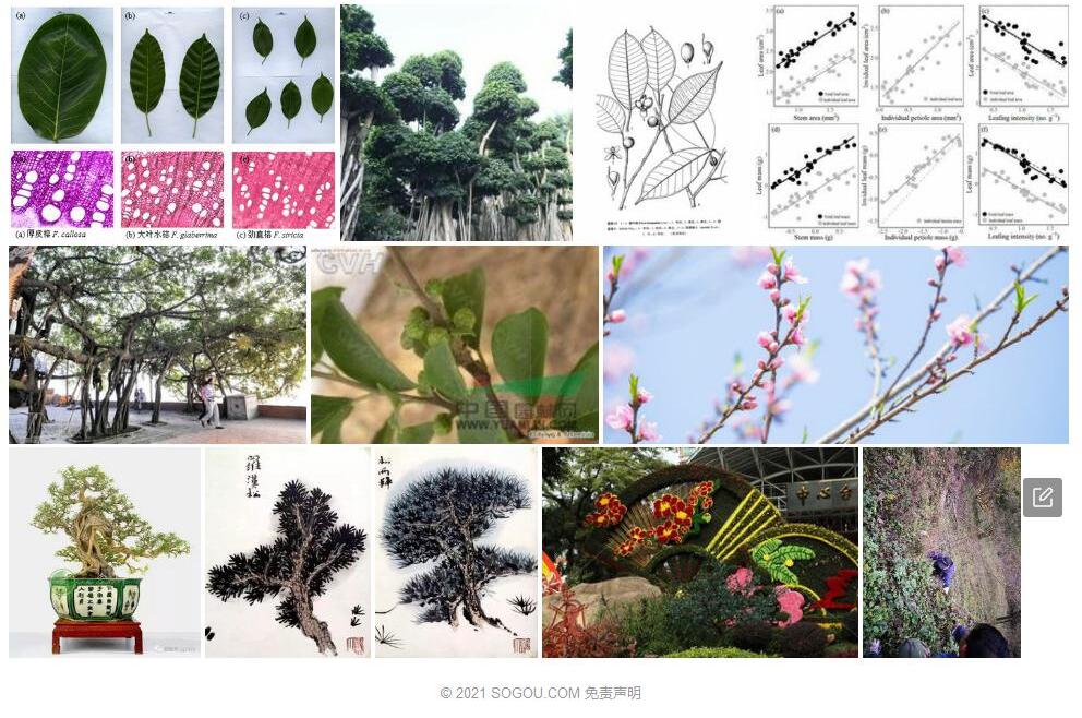 劲直榕照片和图片/