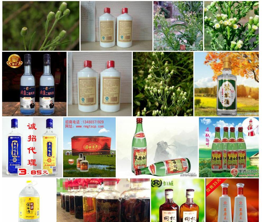 劲直白酒草照片和图片/