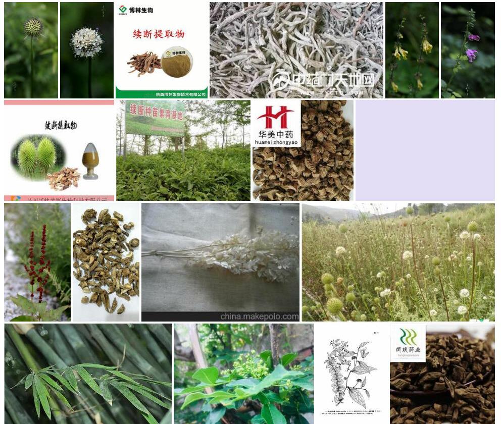 劲直续断照片和图片/