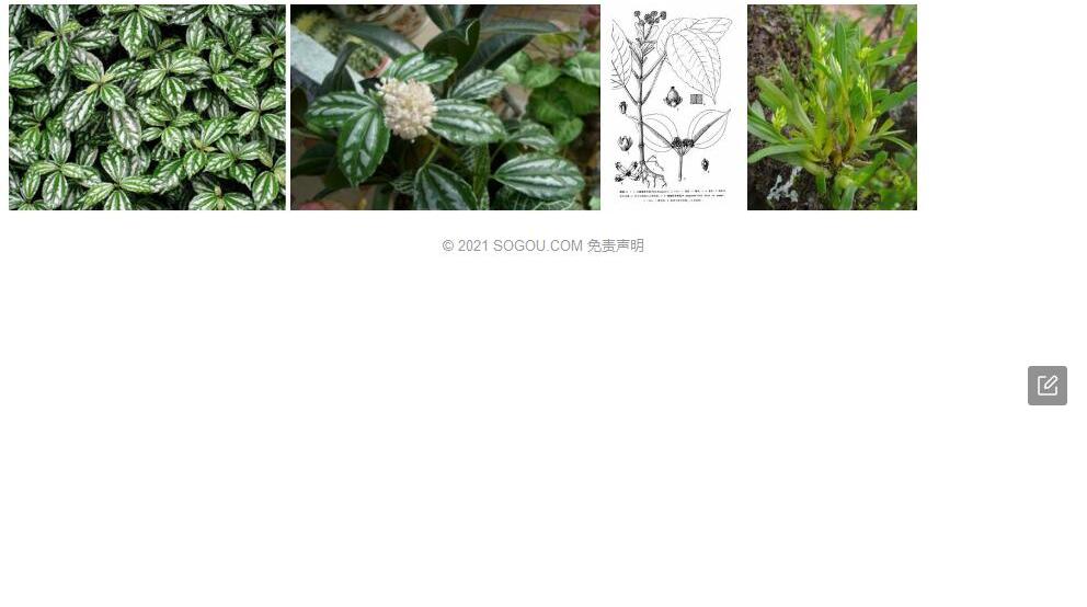 勐海冷水花照片和图片/