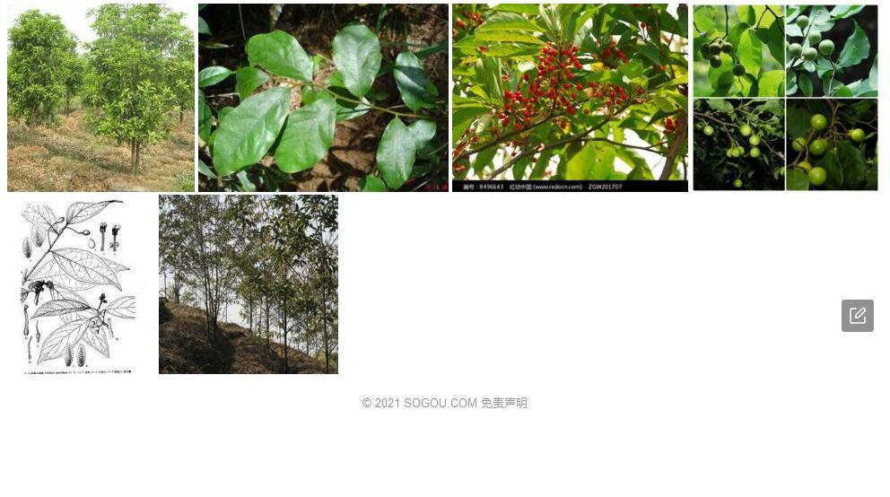 勐海山胡椒照片和图片/
