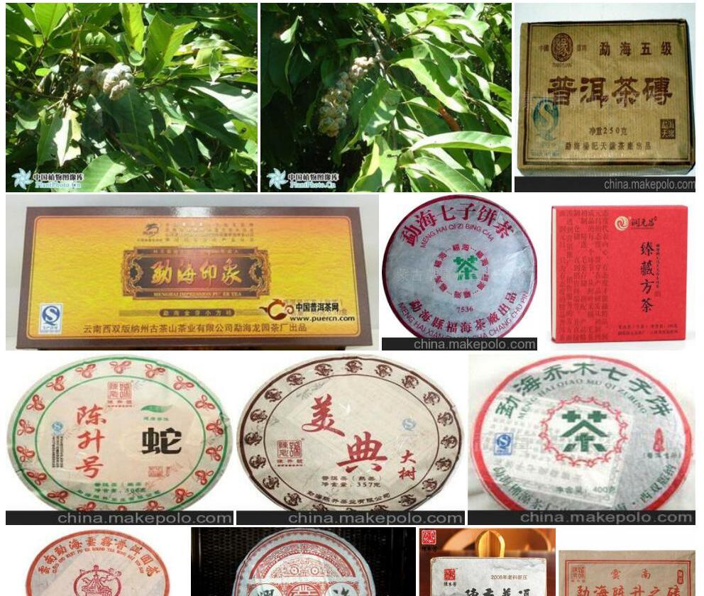 勐海柯照片和图片/