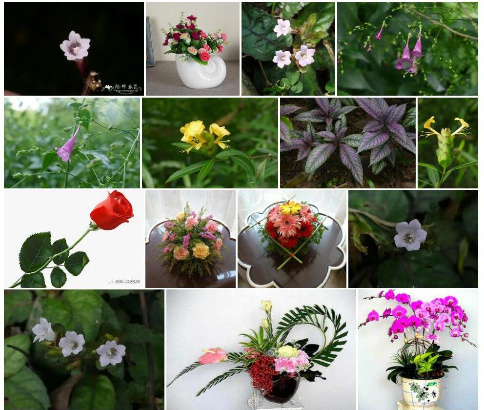 匍匐半插花照片和图片/