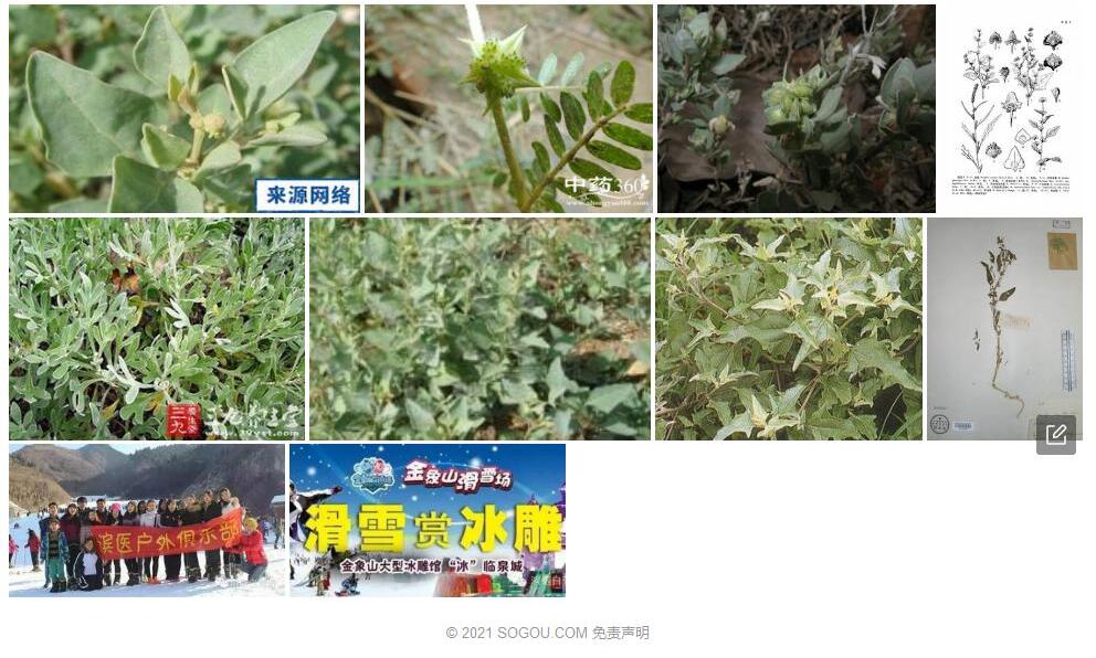 匍匐滨藜照片和图片/