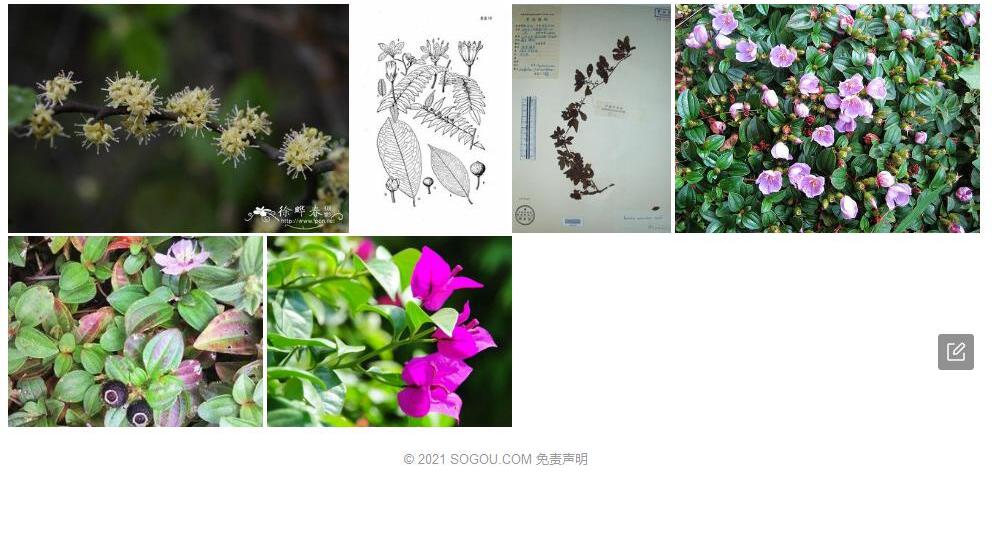 匍匐酸藤子照片和图片/