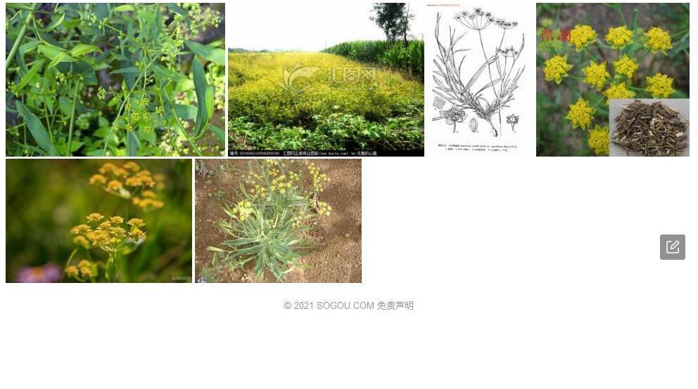 匍枝柴胡照片和图片/