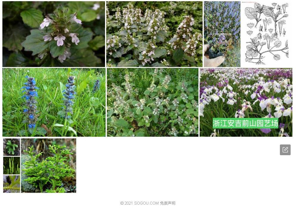 匍枝筋骨草照片和图片/