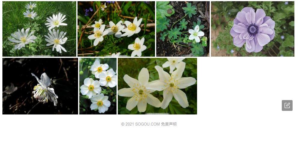 匐枝银莲花照片和图片/