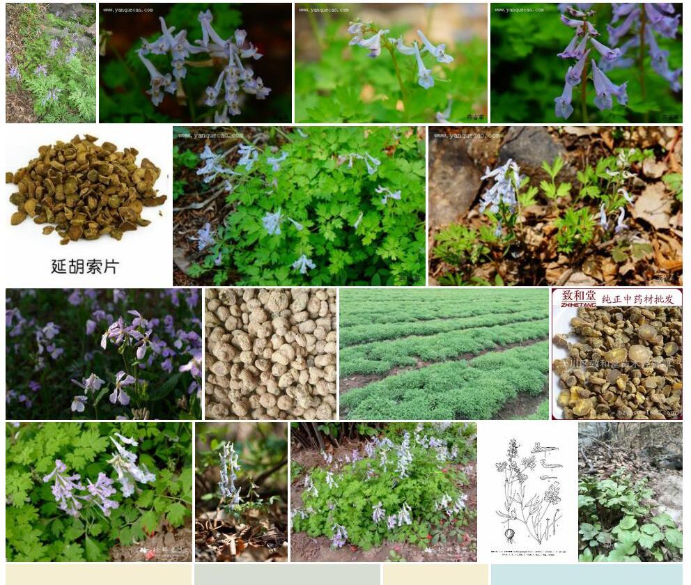 北京延胡索照片和图片/