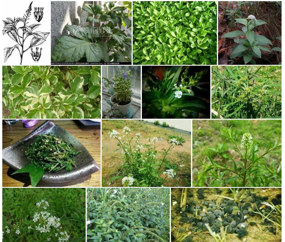 北延叶珍珠菜照片和图片/