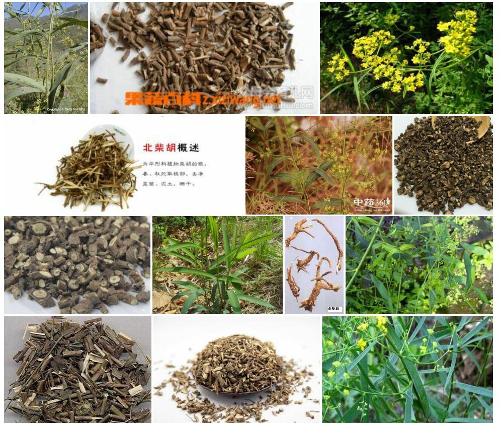 北柴胡照片和图片/