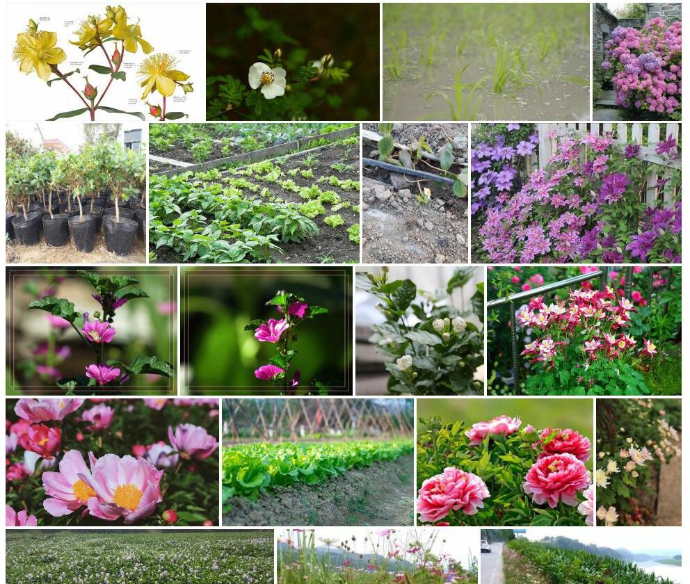 北栽秧花照片和图片/