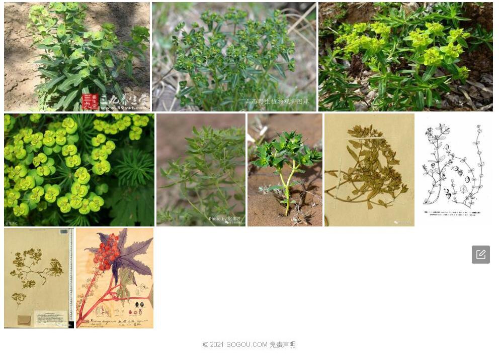 北疆大戟照片和图片/