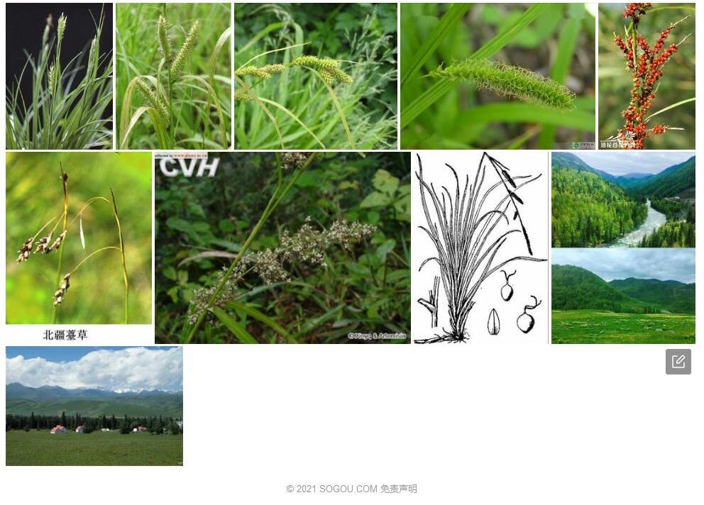 北疆薹草照片和图片/
