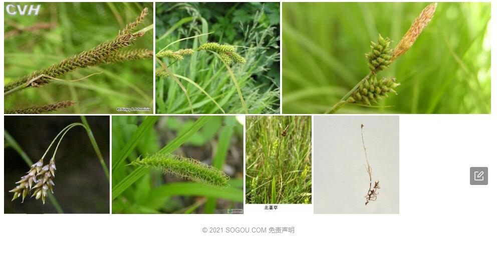 北薹草照片和图片/