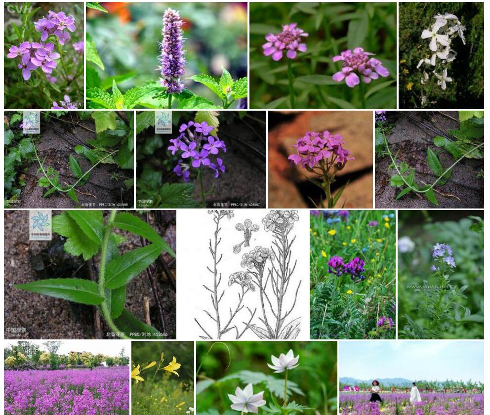 北香花芥照片和图片/