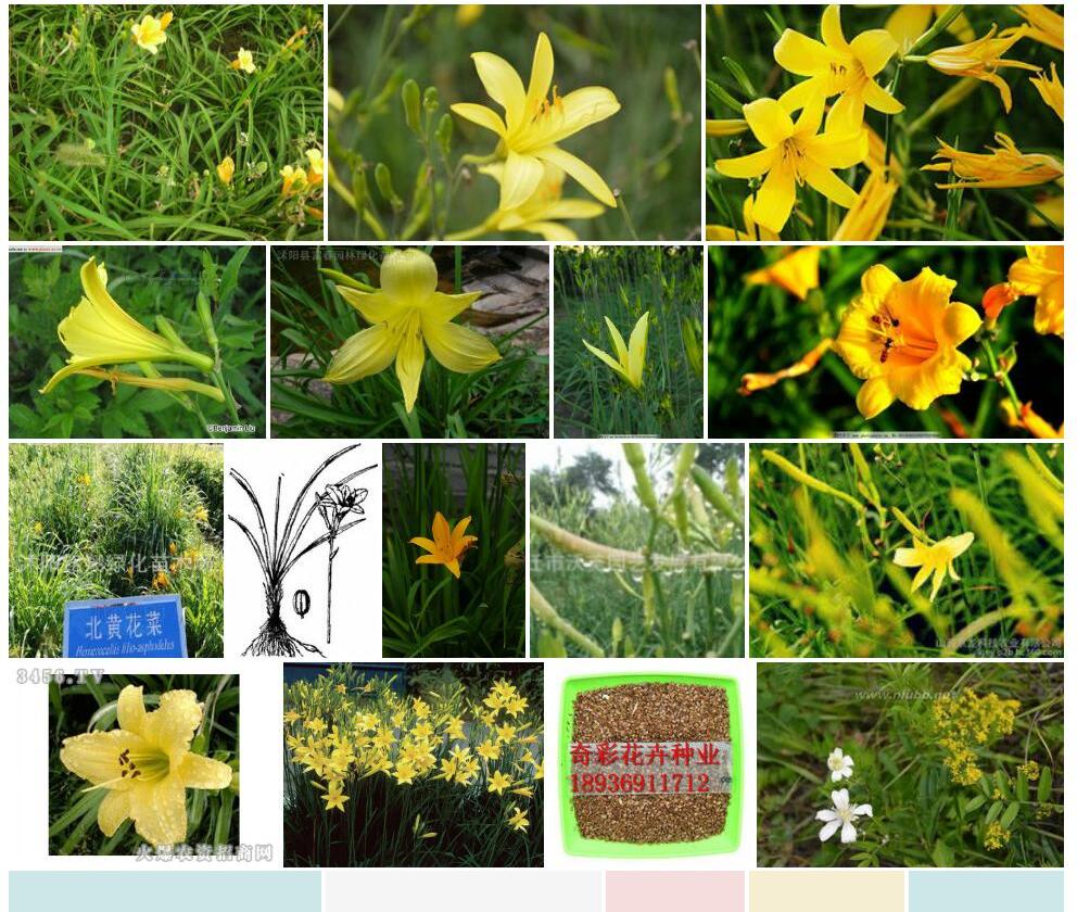 北黄花菜照片和图片/