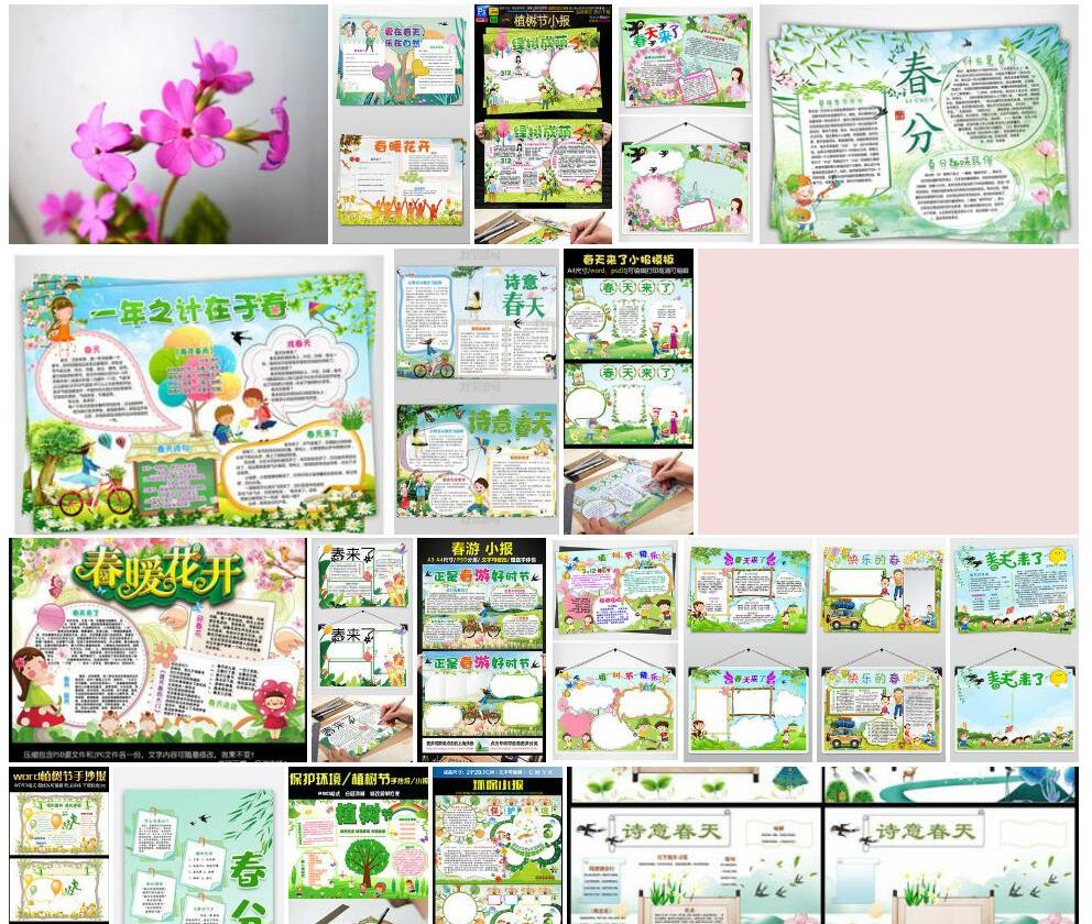匙叶小报春照片和图片/