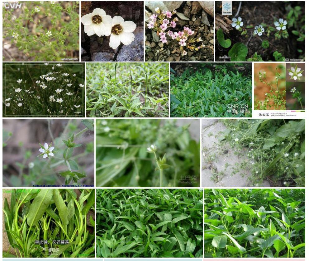 匙叶无心菜照片和图片/