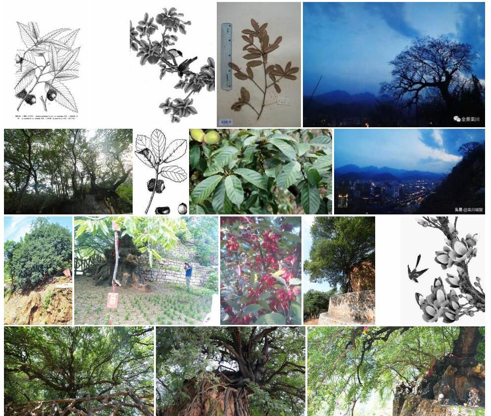 匙叶栎照片和图片/