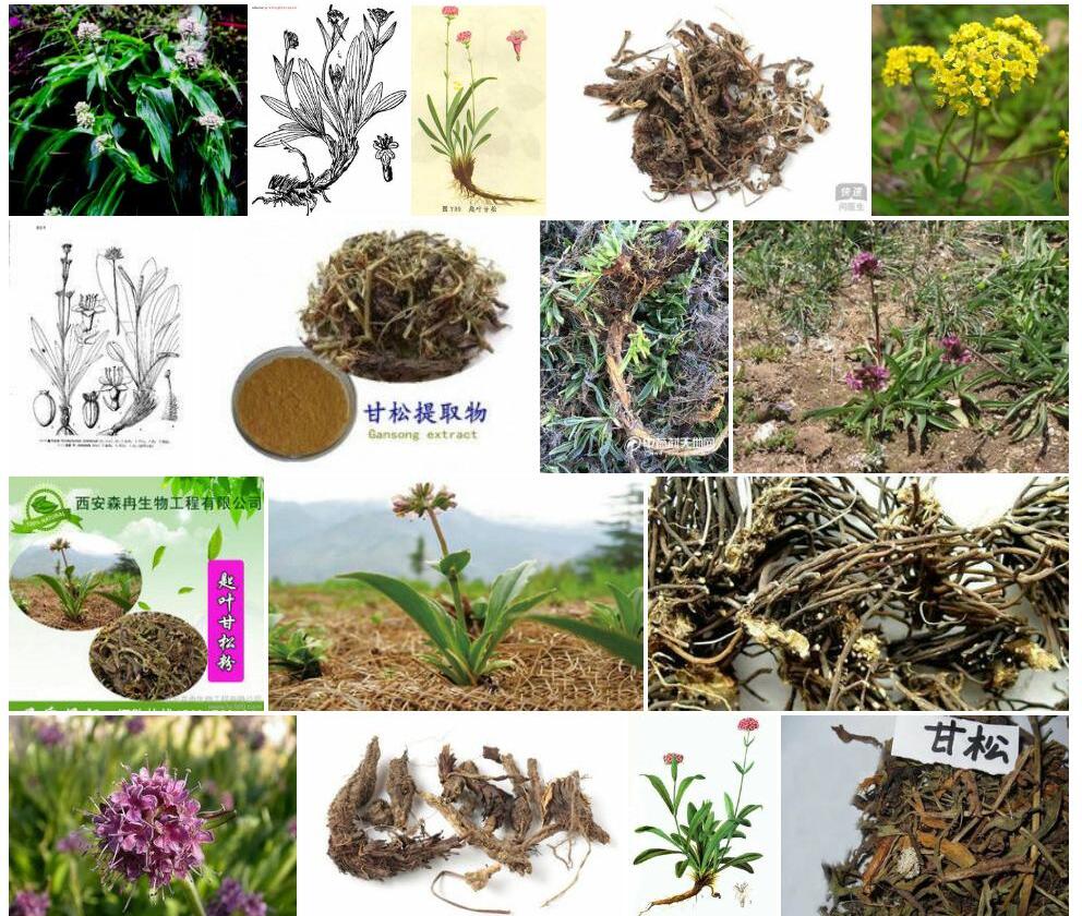 匙叶甘松照片和图片/