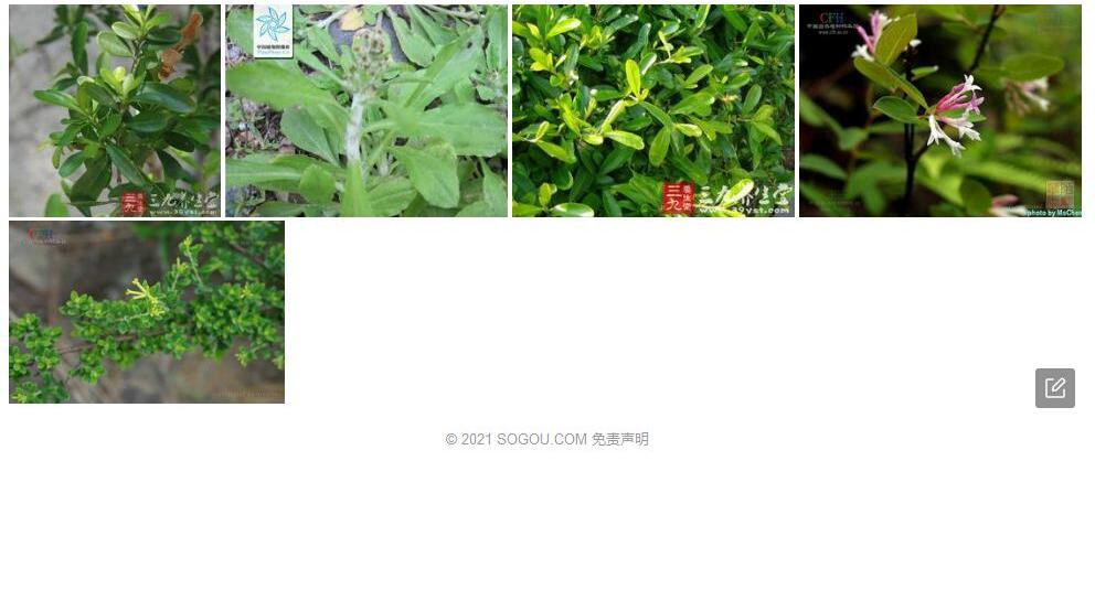 匙叶荛花照片和图片/